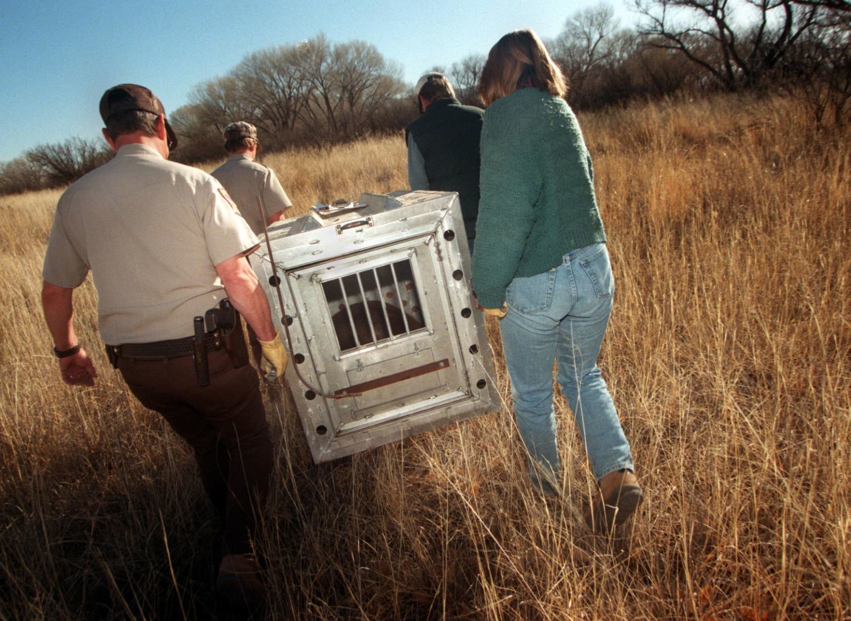 Beaver reintroduction